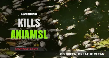 The Dark Side of Pollution: Killing Our Animals