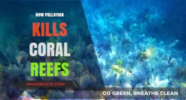 Pollution's Deadly Impact on Coral Reefs