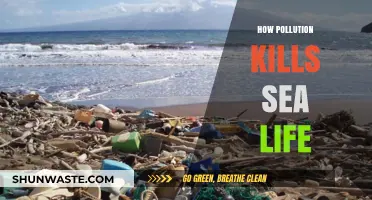 The Ocean's Plight: Pollution's Deadly Impact on Sea Life
