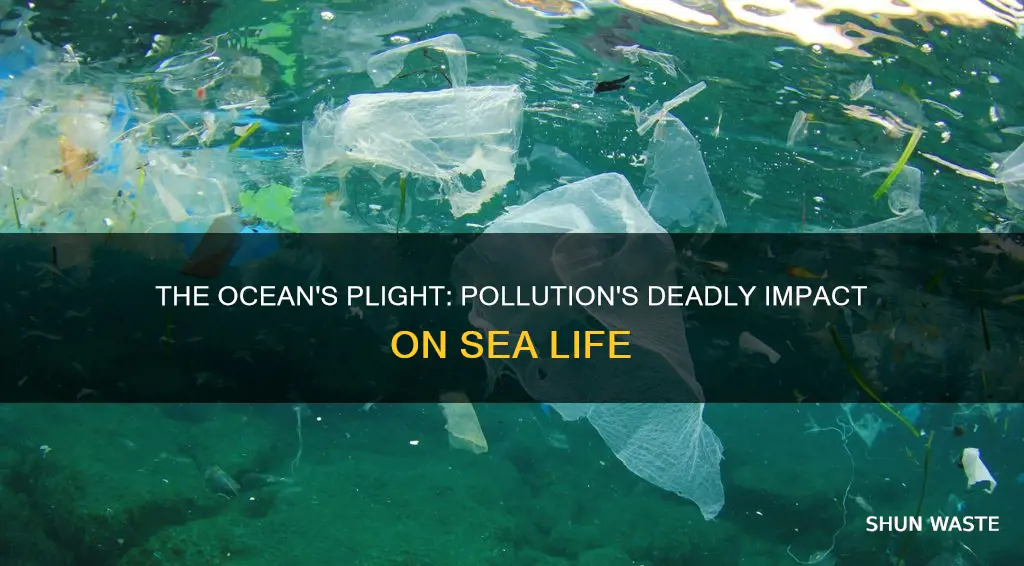 how pollution kills sea life
