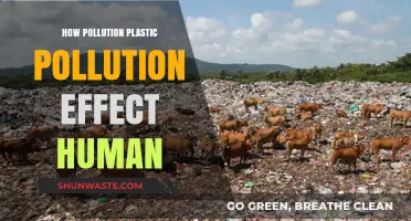 Plastic Pollution: Harming Humans and the Planet