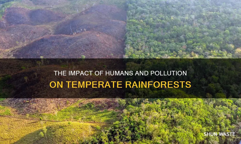 how pollutions and humans have affected the temperate rainforests