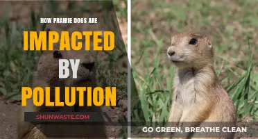 Prairie Dogs: Surviving Pollution's Impact