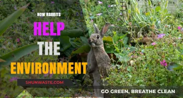 Rabbits' Eco-Friendly Impact: How They Support a Healthy Environment