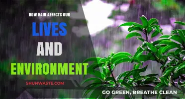 Rain's Ripple Effect: Shaping Lives, Ecosystems, and Our Planet