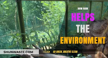 Rain's Vital Role: Nurturing Ecosystems and Sustaining Our Environment