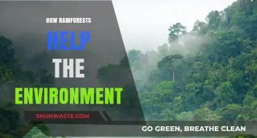 Rainforests: Earth's Vital Lungs Sustaining Climate, Biodiversity, and Ecosystems
