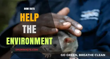 Rats as Eco-Heroes: Their Surprising Role in Environmental Balance