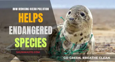 Ocean Cleanup: Saving Endangered Species