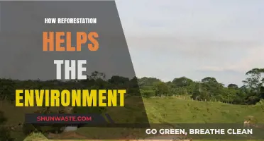 Reviving Ecosystems: How Reforestation Combats Climate Change and Restores Nature