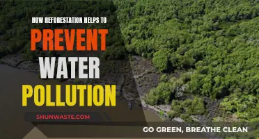 Reforestation: Nature's Solution to Clean Water, Healthy Planet