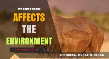 Rhino Poaching's Devastating Impact on Ecosystems and Biodiversity