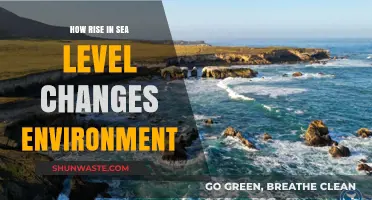 Rising Seas: Transforming Coastlines and Ecosystems Worldwide