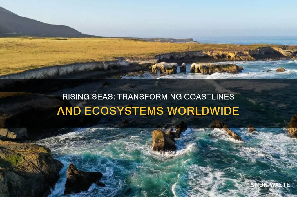 how rise in sea level changes environment