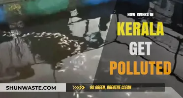 Kerala's Rivers: Pollution's Silent Victims