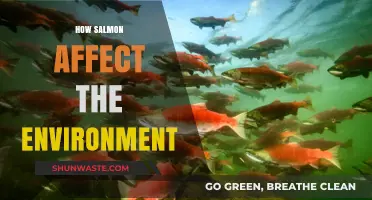 Salmon's Ecological Impact: Shaping Rivers, Forests, and Coastal Ecosystems