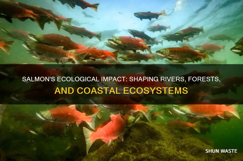 how salmon affect the environment