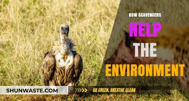 Scavengers' Vital Role: Cleaning Ecosystems and Sustaining Environmental Balance