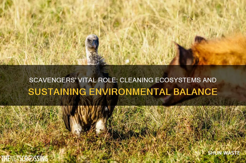 how scavengers help the environment
