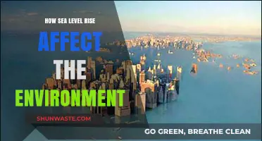 Rising Seas: Environmental Impacts and Ecosystem Disruption Explained