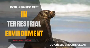 Sea Lions' Terrestrial Adaptations: Brief Land Stays Explained