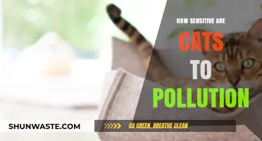 Cats and Pollution: A Toxic Relationship