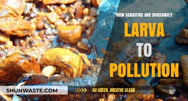 Dobsonfly Larva: Pollution Sensitivity and Habitat Health