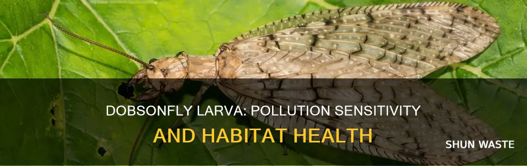 how sensitive are dobsonfly larva to pollution
