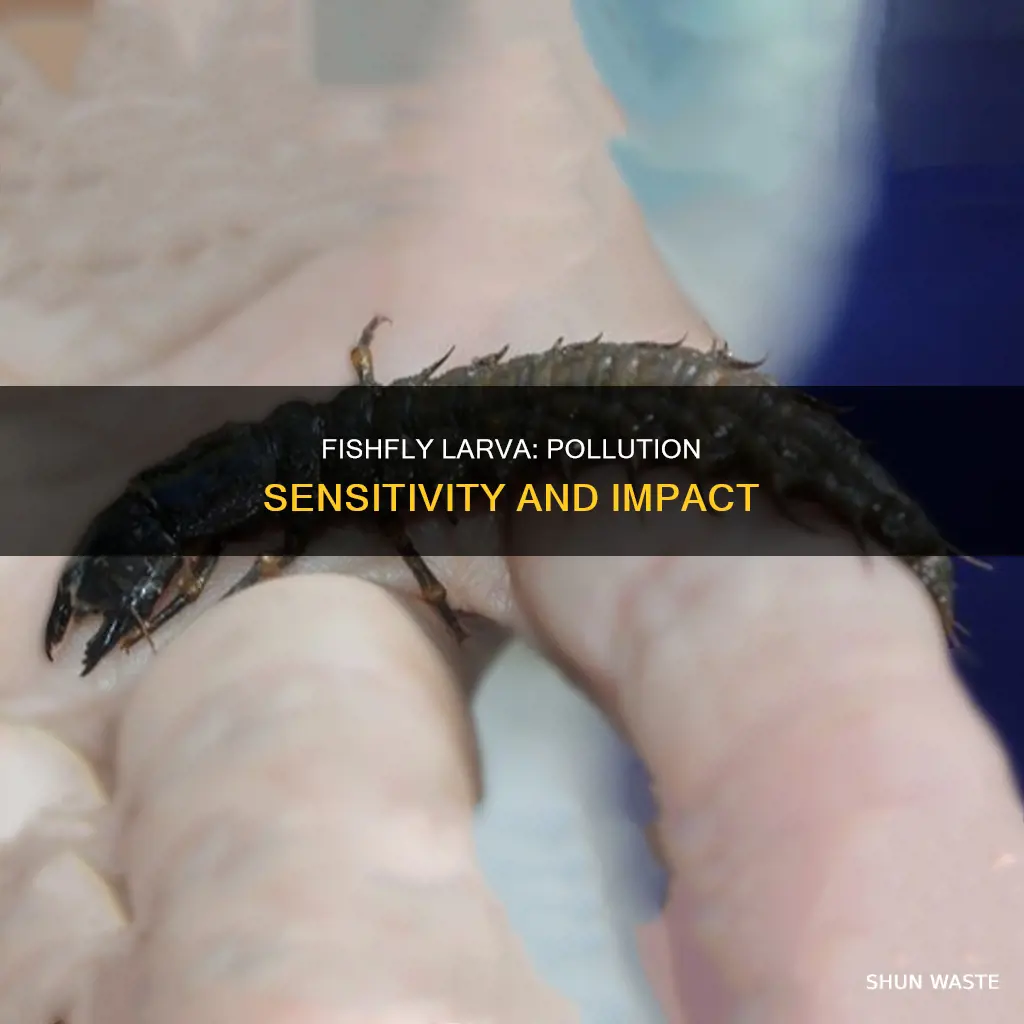 how sensitive are fishfly larva to pollution