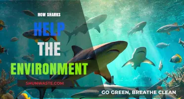 Sharks: Vital Guardians of Ocean Health and Ecosystem Balance