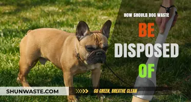 Eco-Friendly Dog Waste Disposal: Best Practices for Responsible Pet Owners