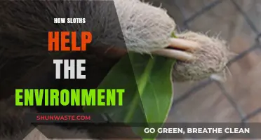 Sloths: Slow-Moving Eco-Heroes Saving Forests and Biodiversity