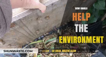 Snails' Surprising Role: Boosting Ecosystems and Soil Health Naturally