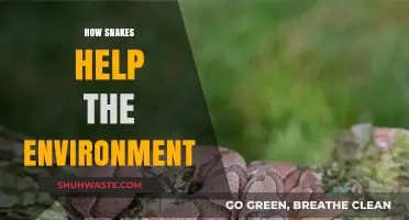 Slithering Heroes: How Snakes Sustain and Protect Our Ecosystems