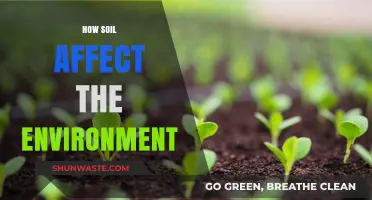 Soil's Vital Role: Shaping Ecosystems and Environmental Health