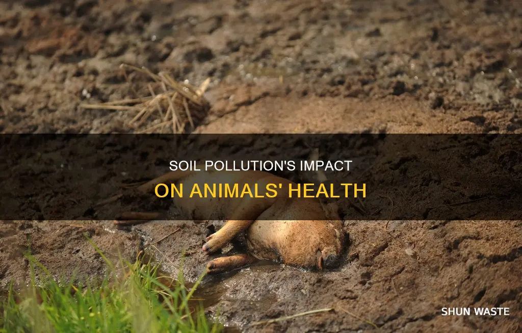 how soil pollution affects animals