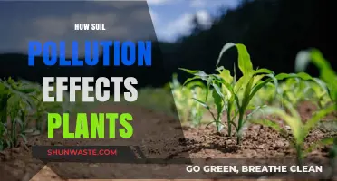 Soil Pollution: Plants' Silent Killer