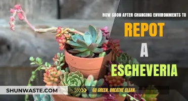 Repotting Echeveria: Timing Tips After Changing Environments