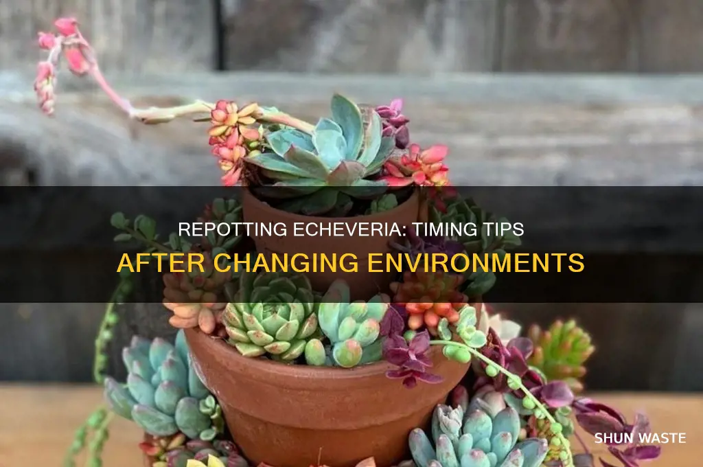 how soon after changing environments to repot a escheveria