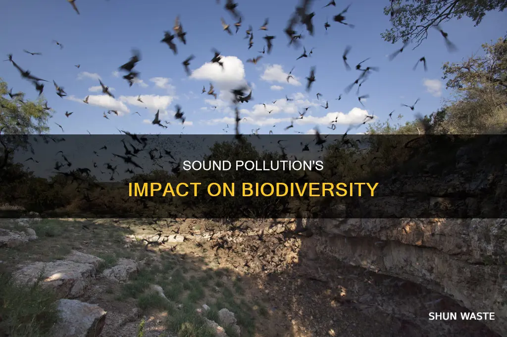 how sound pollution affects biodiversity