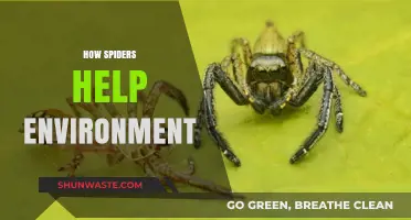 Spiders: Unsung Heroes in Maintaining Ecosystem Balance and Biodiversity