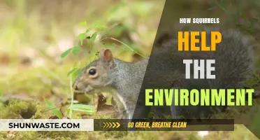 Squirrels' Surprising Role: Boosting Ecosystems and Forest Health Naturally