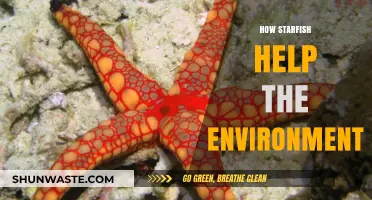 Starfish: Unsung Heroes in Ocean Health and Ecosystem Balance