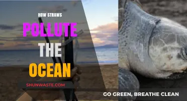 Straws: Ocean Polluters and Killers
