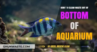 Effective Tips for Removing Aquarium Bottom Waste Easily and Safely