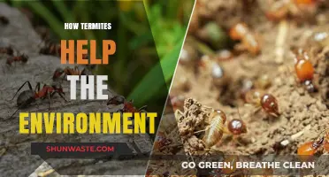 Termites: Unseen Eco-Heroes Shaping Soil and Forest Health