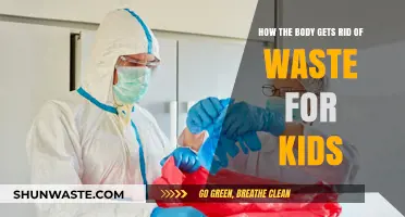 How Our Bodies Clean Up: Waste Removal Explained for Kids