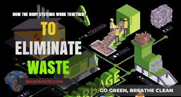 How Body Systems Collaborate for Efficient Waste Elimination