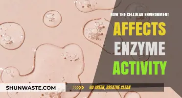 Cellular Environment's Impact on Enzyme Activity: Unlocking Biological Processes