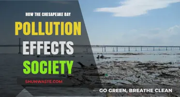 Chesapeake Bay Pollution: Impacting Society and Environment